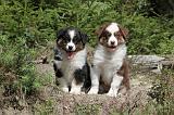 BERGER AUSTRALIEN PUPPIES 078